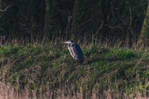 meadow birds